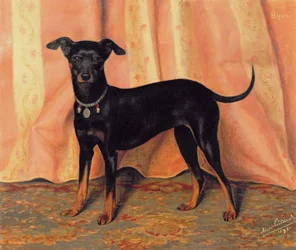 Studie von Bijou, einem Bichon Terrier, 1893